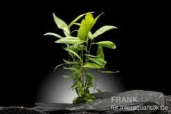 Dunkelroter Wasserknöterich, Persicaria sp. "Sao Paulo", im Topf