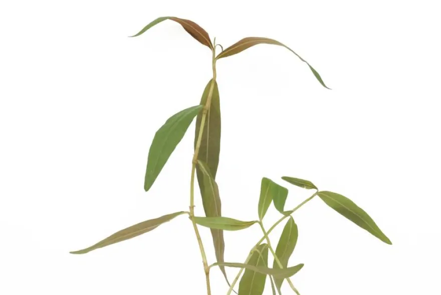 Dunkelroter Wasserknöterich, Persicaria sp. "Sao Paulo", im Topf