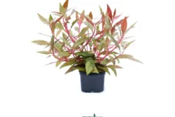 Dunkelrotes Papageienblatt, Alternanthera reineckii "Rot", XXL-Topf, Mutterpflanze