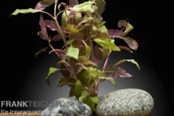 Dunkelrotes Papageienblatt, Alternanthera reineckii "Rot", XXL-Topf, Mutterpflanze