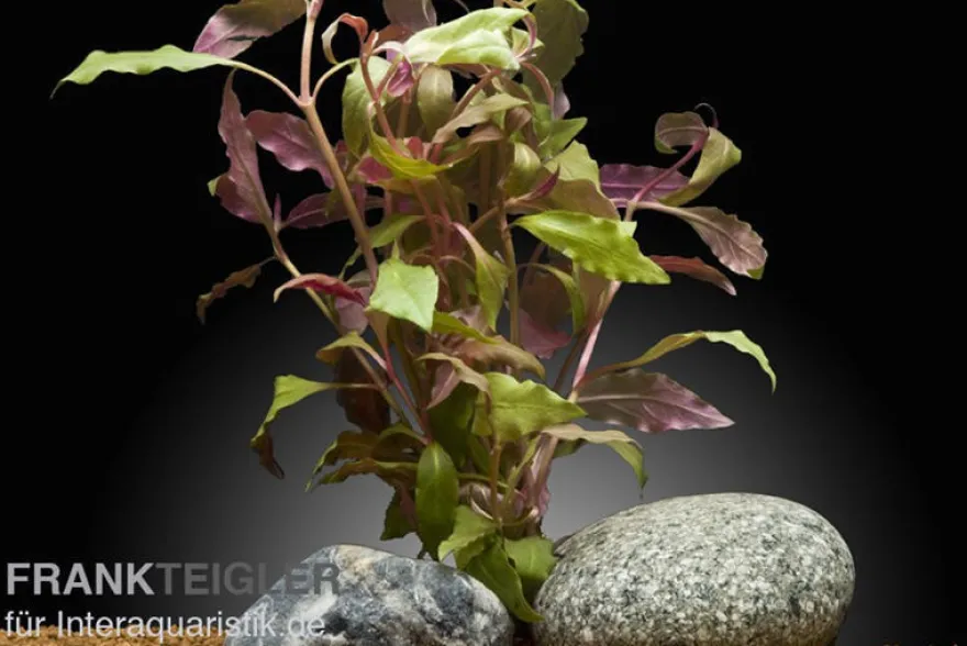 Dunkelrotes Papageienblatt, Alternanthera reineckii "Rot", XXL-Topf, Mutterpflanze