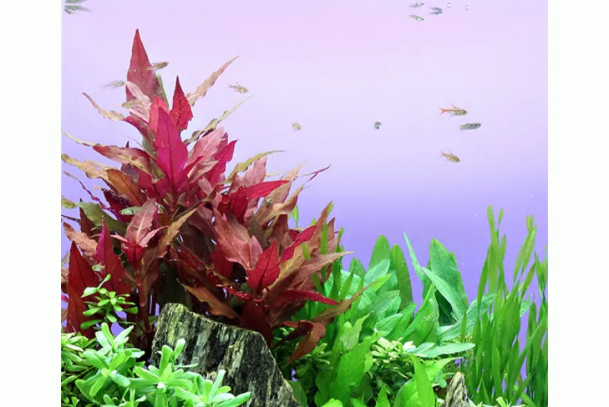 Dunkelrotes Papageienblatt, Alternanthera reineckii "Rot", XXL-Topf, Mutterpflanze
