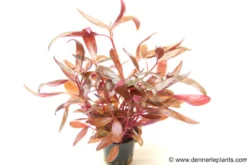 Dunkelrotes Papageienblatt, Alternanthera reineckii