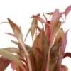 Dunkelrotes Papageienblatt, Alternanthera reineckii "Rot", im Topf