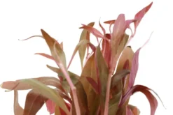 Dunkelrotes Papageienblatt, Alternanthera reineckii "Rot", im Topf