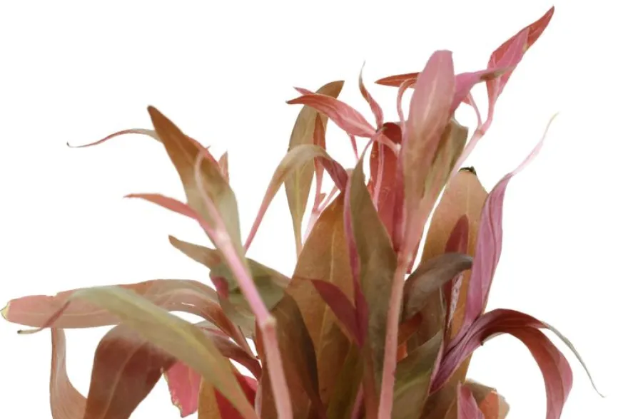 Dunkelrotes Papageienblatt, Alternanthera reineckii "Rot", im Topf