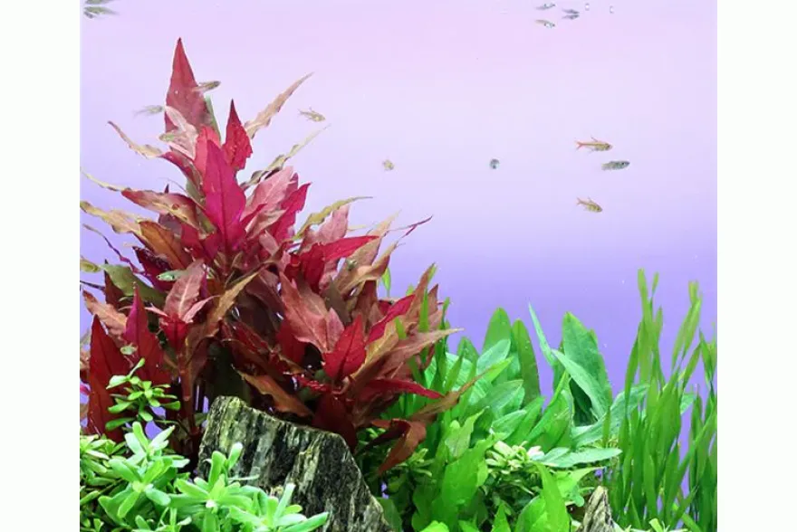 Dunkelrotes Papageienblatt, Alternanthera reineckii "Rot", im Topf