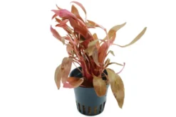 Dunkelrotes Papageienblatt, Alternanthera reineckii
