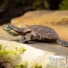 Dunkle Krötenkopfschildkröte, Phrynops geoffroanus