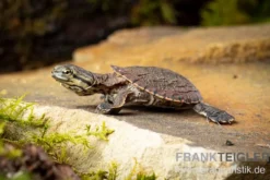 Dunkle Krötenkopfschildkröte, Phrynops geoffroanus