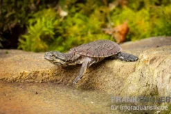 Dunkle Krötenkopfschildkröte, Phrynops geoffroanus