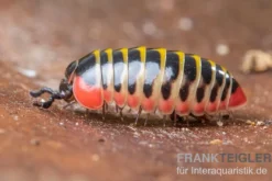 Dunkler Saftkugler, Rhopalomeris sp. aff. carnifex “NKSTDarkSmall”