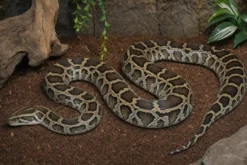 Dunkler Tigerpython, Python bivittatus
