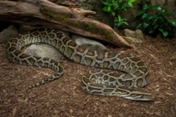 Dunkler Tigerpython, Python bivittatus