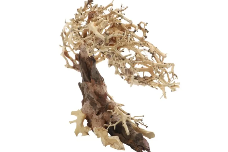 Dupla Crooked Root M, Handgemachte Aquariendeko