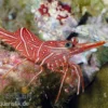 Durban-Tanzgarnele, Rhynchocinetes durbanensis