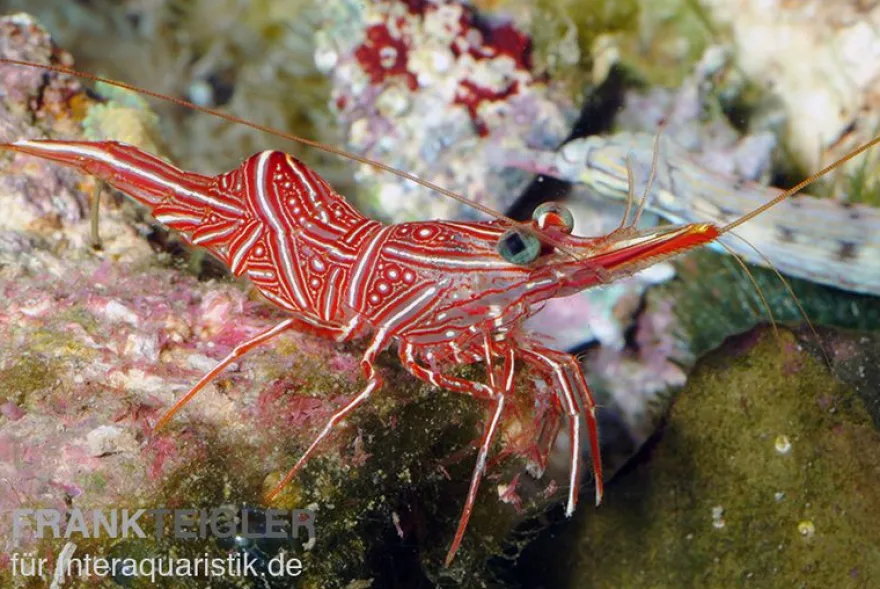 Durban-Tanzgarnele, Rhynchocinetes durbanensis