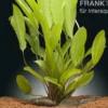 Echinodorus "Green Chamäleon", im Topf