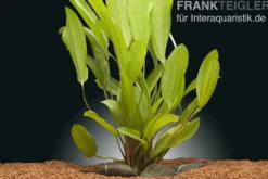 Echinodorus "Green Chamäleon", im Topf
