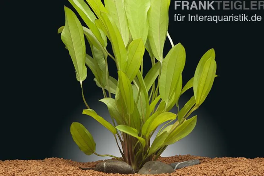 Echinodorus "Green Chamäleon", im Topf