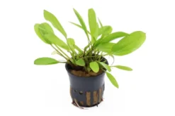 Echinodorus "Green Chamäleon", im Topf