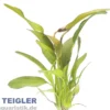 Echinodorus Hot Pepper, im Topf