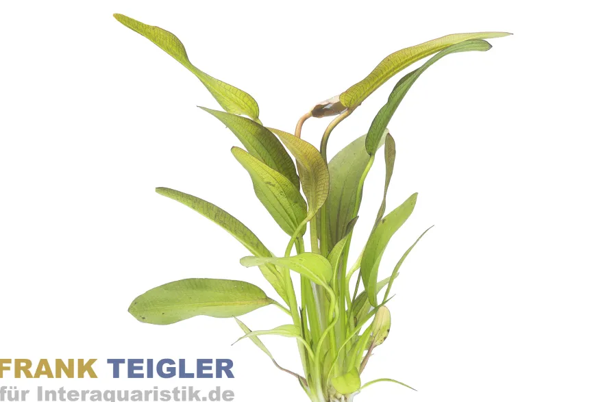 Echinodorus Hot Pepper, im Topf