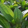 Echinodorus "Kleiner Bär", XL-Topf, Mutterpflanze