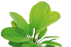 Echinodorus "Kleiner Bär", XL-Topf, Mutterpflanze