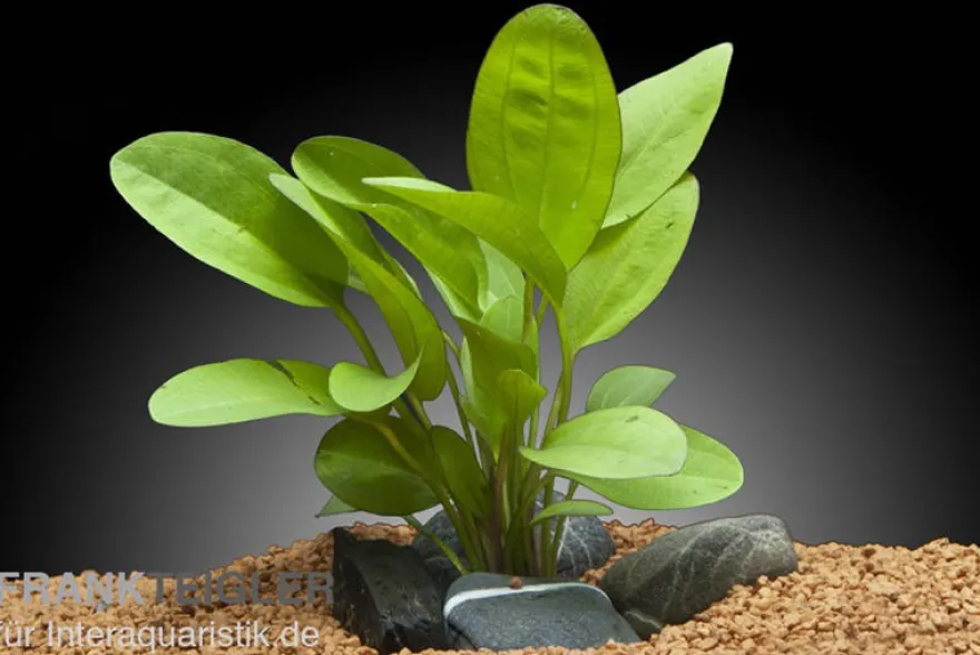 Echinodorus "Kleiner Bär", XL-Topf, Mutterpflanze