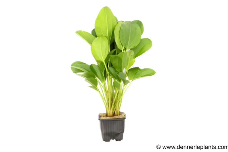 Echinodorus "Kleiner Bär", XL-Topf, Mutterpflanze