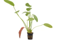 Echinodorus "Osiris Doppelrot", Echinodorus x barthii, XL Topf