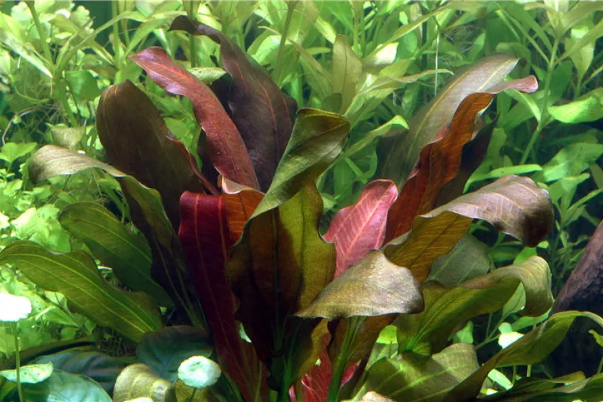 Echinodorus "Osiris Doppelrot", Echinodorus x barthii, XL Topf