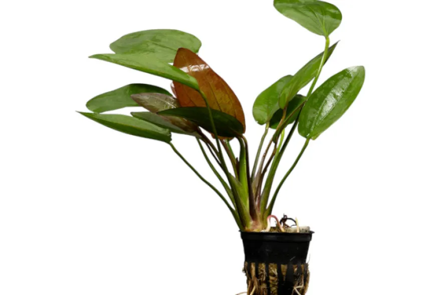 Echinodorus "Osiris Doppelrot", Echinodorus x barthii, XL Topf