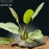 Echinodorus "Osiris Rubra", im Topf