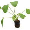 Echinodorus "Ozelot Green", im Topf