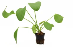 Echinodorus "Ozelot Green", im Topf