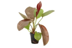 Echinodorus "Paul Kloecker", im Topf