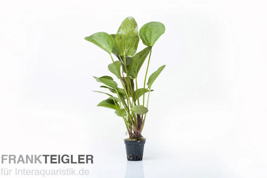 Echinodorus "Paul Kloecker", im Topf