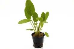 Echinodorus