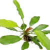 Echinodorus "Red Diamond", im Topf