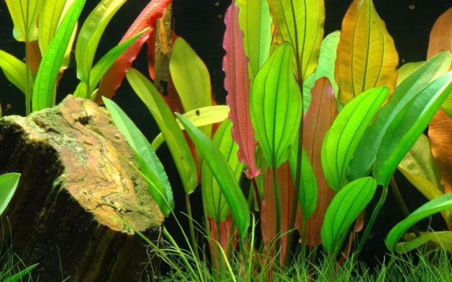 Echinodorus "Red Diamond", im Topf