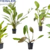 Echinodorus sp. XL-Pflanze, Mix, lose