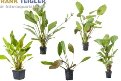 Echinodorus sp. XL-Pflanze, Mix, lose