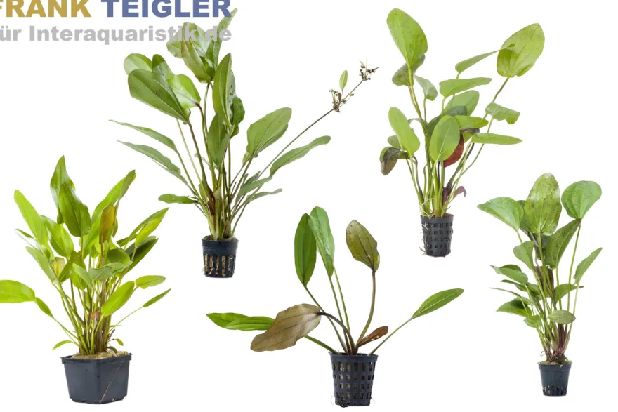 Echinodorus sp. XL-Pflanze, Mix, lose