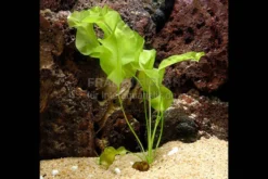Echte Madagaskar Wasserähre, Aponogeton ulvaceus, Knolle