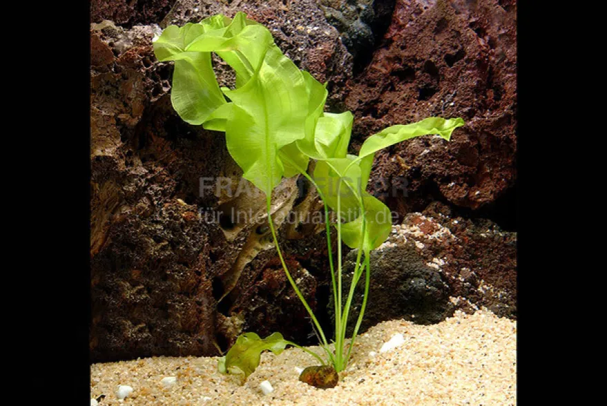 Echte Madagaskar Wasserähre, Aponogeton ulvaceus, Knolle