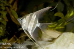 Echter Altum-Skalar, Pterophyllum altum