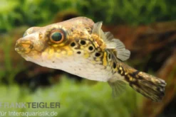 Echter Palembang-Kugelfisch, (Tetraodon) Pao palembangensis