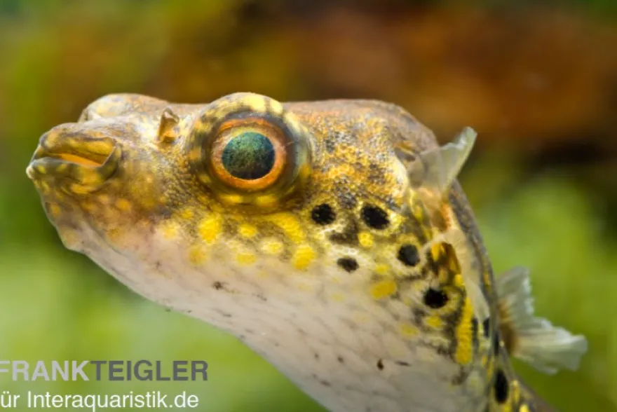 Echter Palembang-Kugelfisch, (Tetraodon) Pao palembangensis